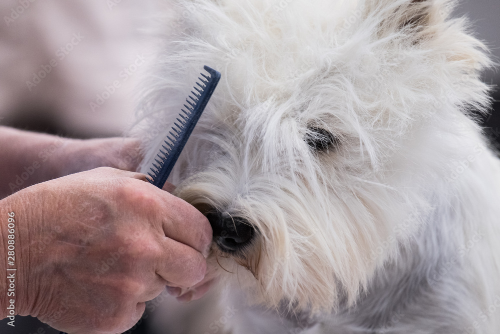 A subject of West Highland White Terrier during the preparation of his coat in a dog show. A subject of West Highland White Terrier during the preparation of his coat in a dog show.