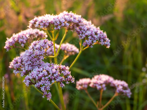 Valeriana officinalis plant on the summer meadow photo