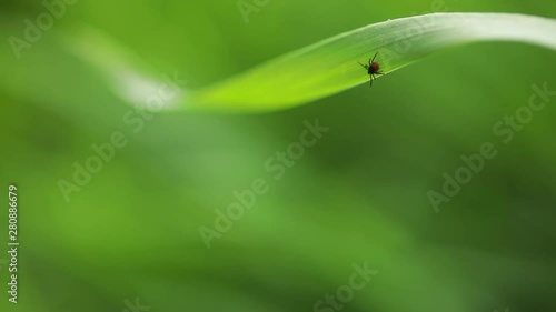 Tick (Ixodes ricinus) waiting for its victim on a grass blade - parasite potentially carrying dangerous diseases