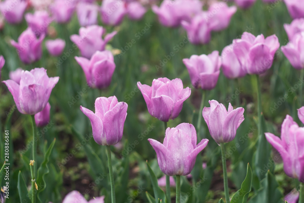 Obraz premium field of purple tulips