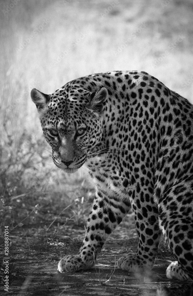 Fototapeta premium wild