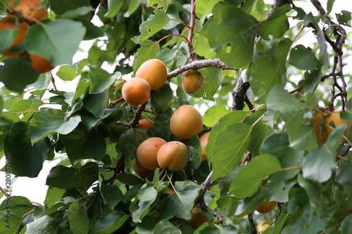 A bunch of ripe apricots on a branch