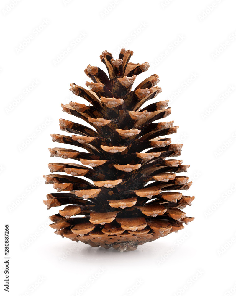 Pine cone isolated on a completely white background Pine cone isolated on a completely white background