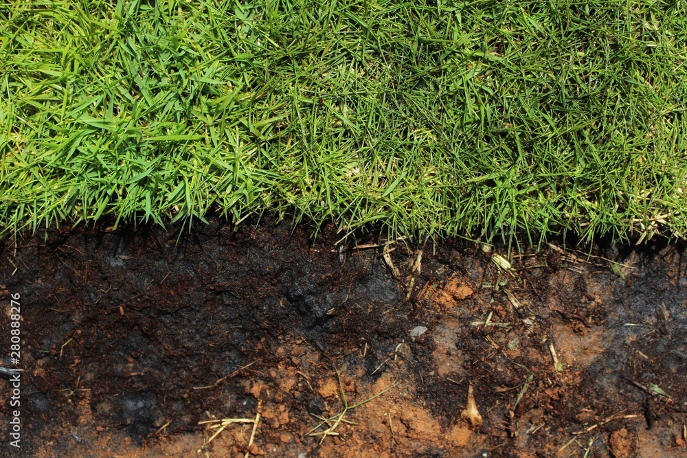 Fototapeta premium Green grass that is growing and black ground