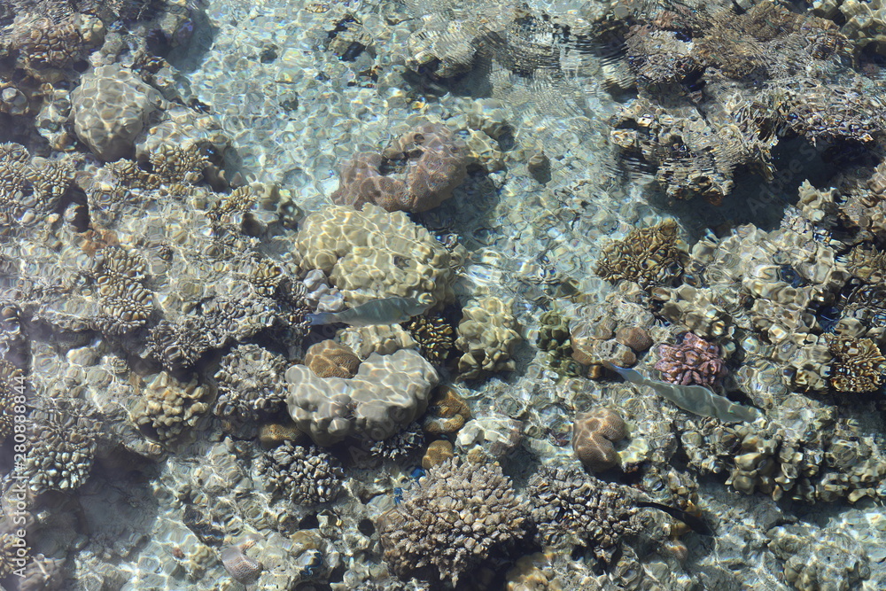 Fototapeta premium fish in the sea