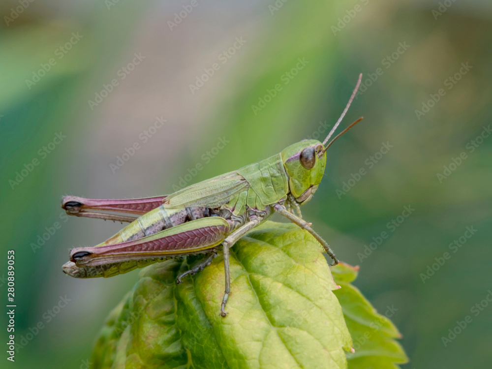 Fototapeta premium Grasshopper on green leaf