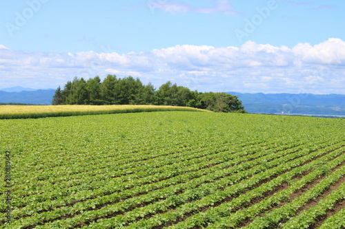 北海道　網走　畑