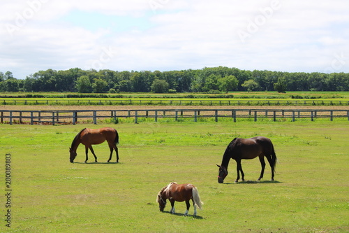 牧場と馬