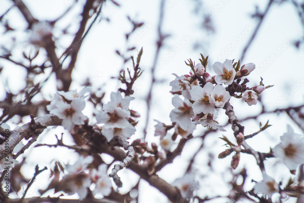 Blossoming almond flowers in wintertime in Málaga, Andalusia