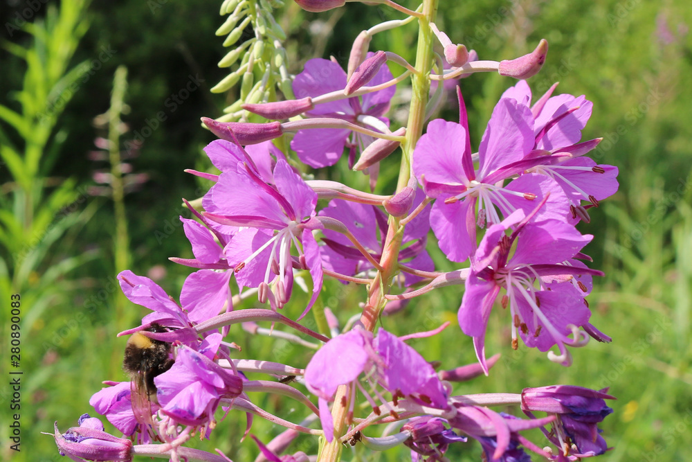 Fototapeta premium Purple-pink flowers of willow-tea (willow-herb) close-up. Summer flowers.