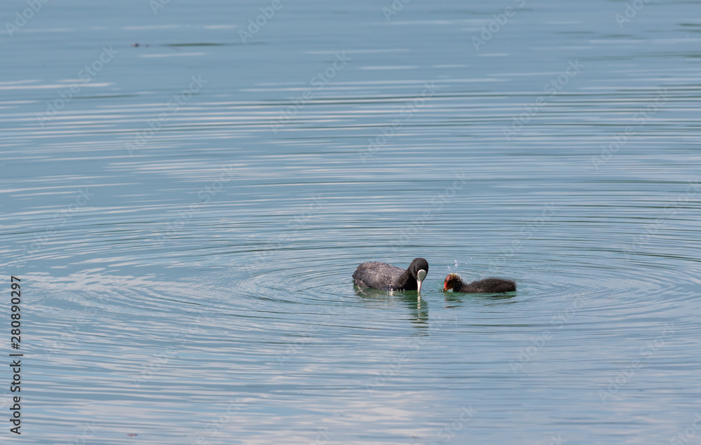 Fototapeta premium Ducks, mother and son on the lake