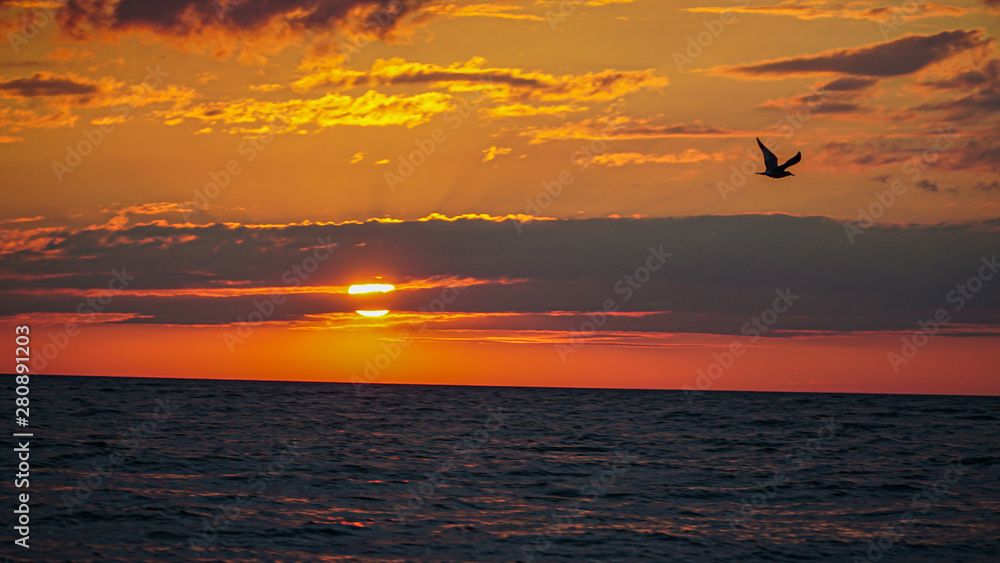 Bird in the sunset