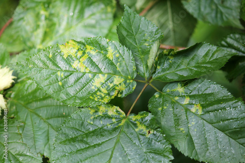 Chlorotic blotches of blackberry virus. Yellows disease symptoms in green leaf of blackberry (Rubus fruticosus)