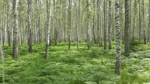 Wallpaper Mural Birch forest. Aerial photography from a quadcopter. Flying between the trees above the fern Torontodigital.ca
