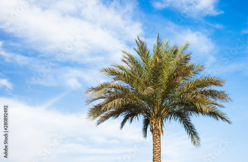 simple tropic natural background wallpaper pattern scenic landscape with lonely palm and blue sky with white clouds  copy space 