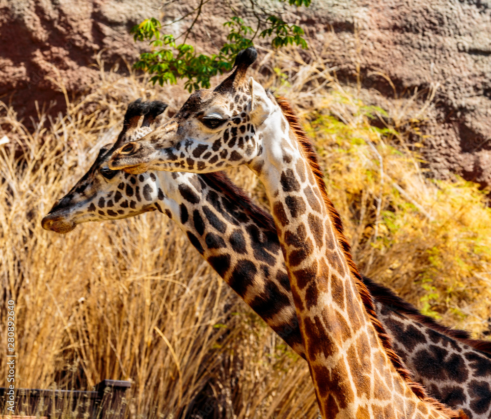Fototapeta premium Giraffe, LA Zoo