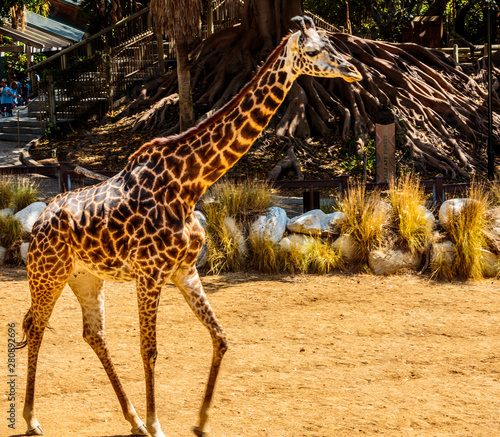 Photography Giraffe, LA Zoo