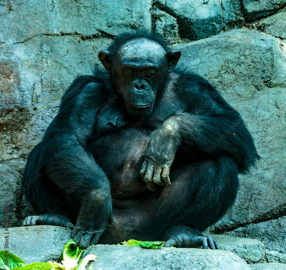 Chimpanzee LA Zoo