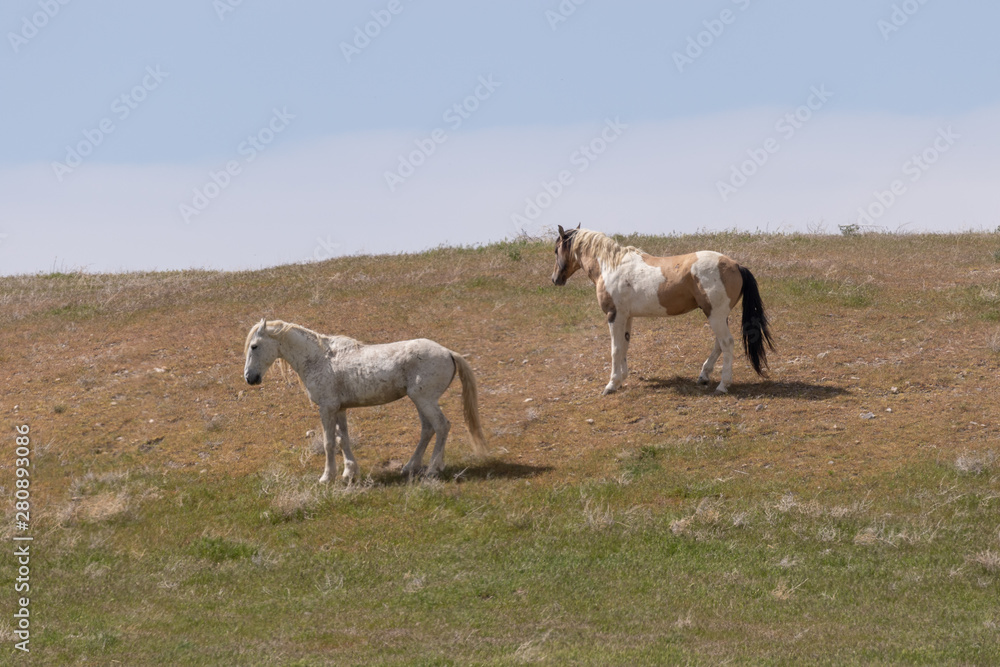 Wild Horses in the Utah Desert in Summer Wild Horses in the Utah Desert in Summer