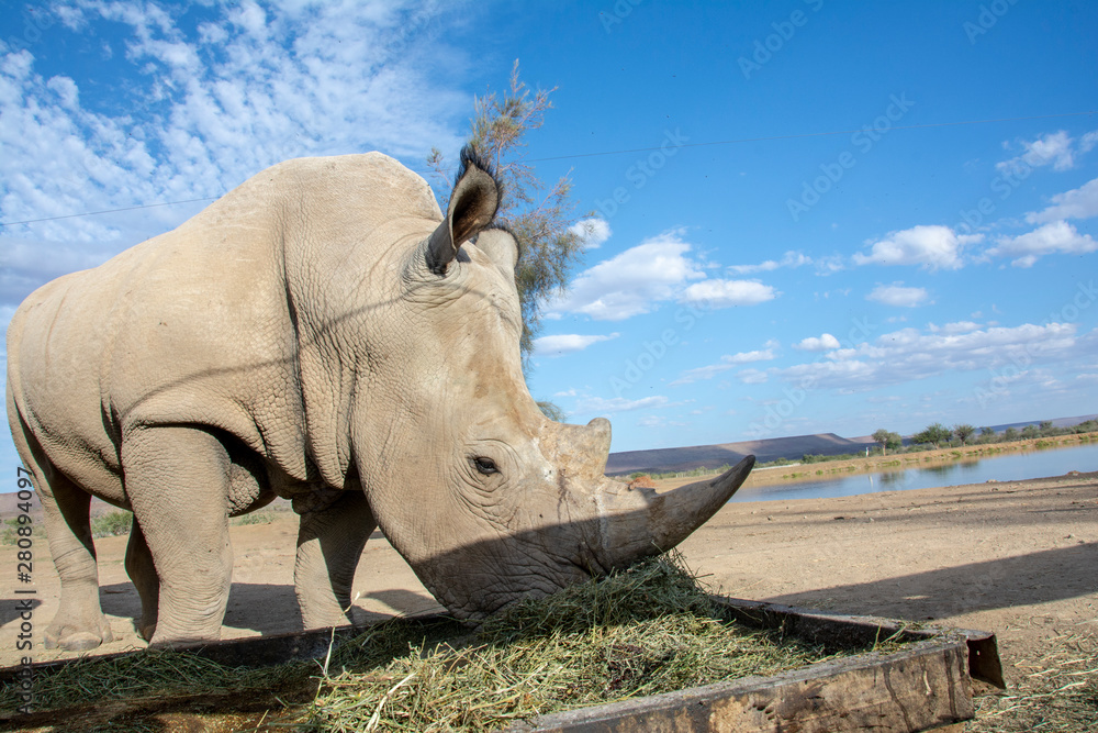 Fototapeta premium road trip namibia game farm and namib desert