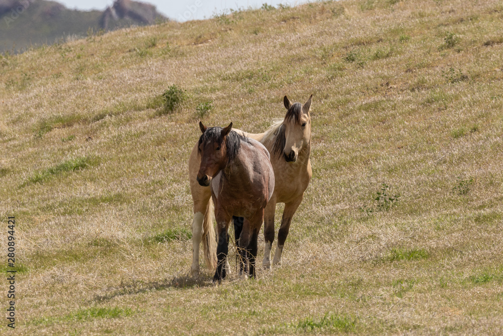 Fototapeta premium Wild Horses in the Utah Desert in Summer