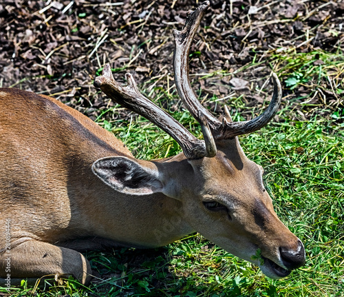 Eld`s deer also known as the thamin or brow-antlered deer. Latin name - Panolia eldii photo