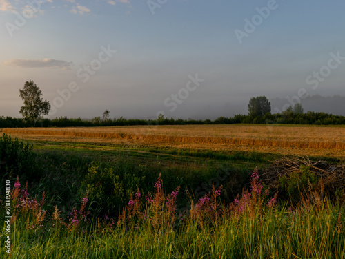 backdrop of ripening ears of yellow wheat field on the sunrise orange sky background, sun rays on horizon in rural meadow, Latvia