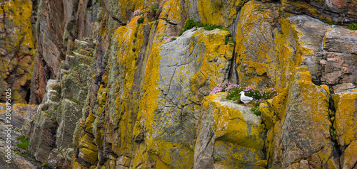 Gaviota argéntea (Larus argentatus). Great Bernera. Lewis island. Outer Hebrides. Scotland, UK photo