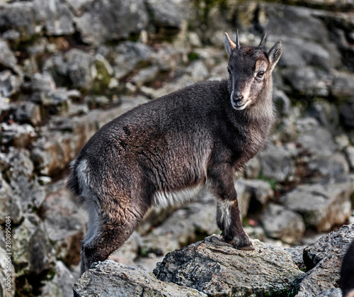 Alpine ibex kid on the ground. Latin name - Capra ibex © Mikhail Blajenov