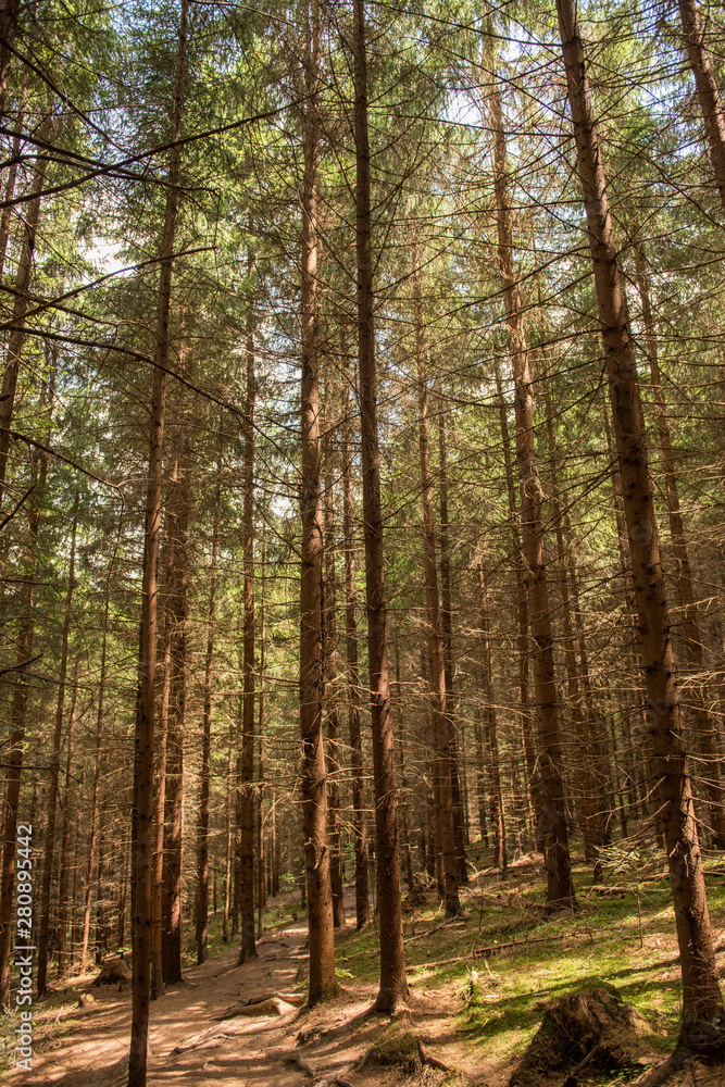 tall trees in woodland forest natural environment tall trees in woodland forest natural environment