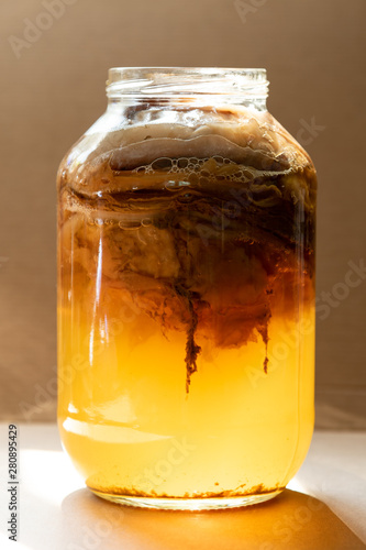 Half full scoby hotel in a clear glass jar