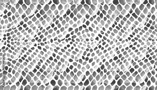 The texture of the snake skin is gray on a white background in watercolor