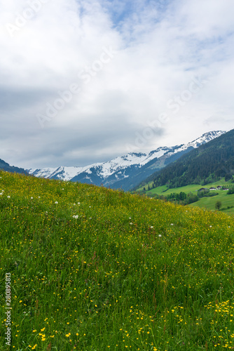 Green meadow with yellow flowers in the mountains, Austrian Alps © DZiegler