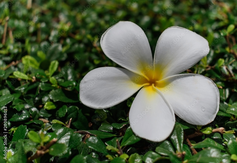 Fototapeta premium white plumeria flower