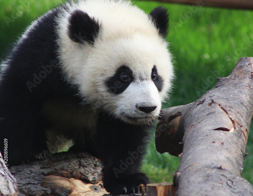 Panda cub 4