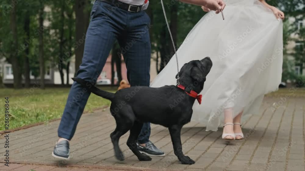 Young family walking with black dog in park. Medium shot of funny black labrador with bowtie. Happy puppy with groom and bride in white dress Young family walking with black dog in park. Medium shot of funny black labrador with bowtie. Happy puppy with groom and bride in white dress
