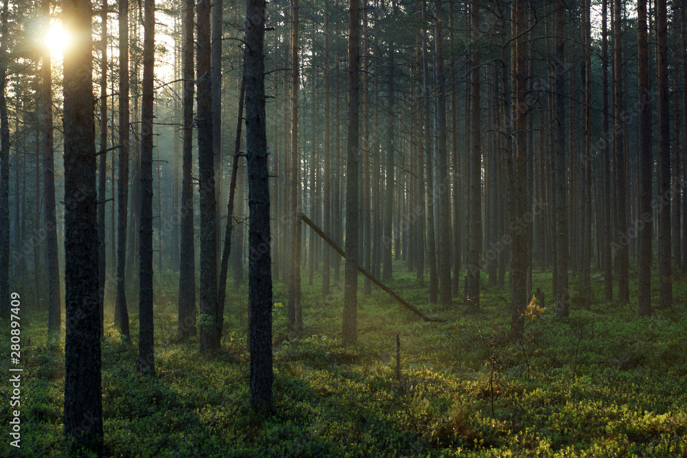 Beautiful sunrise in a pine forest, the visible rays of the sun pass through the trees