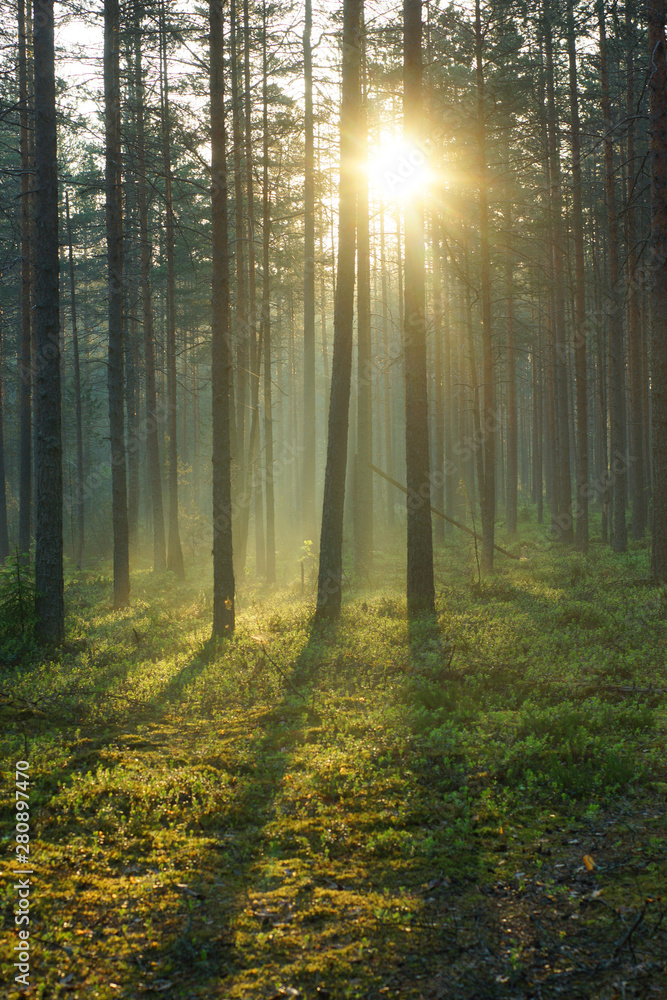 A delightful sunrise in a pine forest, the bright rays of the sun pass through the trees and illuminate the soft green moss - obrazy, fototapety, plakaty 