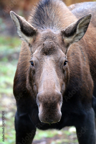 Moose I