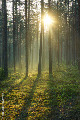 A delightful sunrise in a pine forest, the bright rays of the sun pass through the trees and illuminate the soft green moss