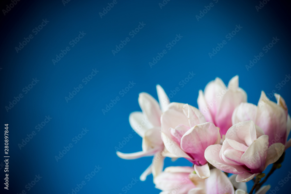 Fototapeta premium spring beautiful blooming magnolia on a blue