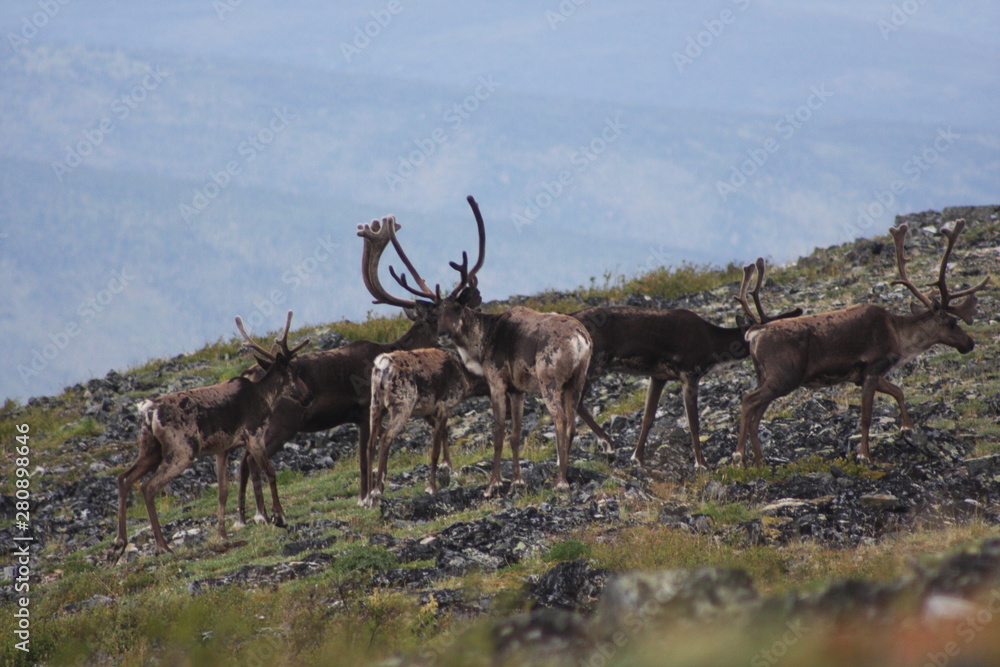 Naklejka premium Caribou 40 mile