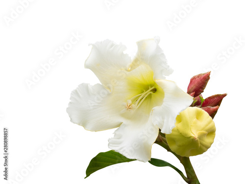 Pure white flower of  Beaumontia grandiflora Wall. or Herald s Trumpet  isolated on white background with path.