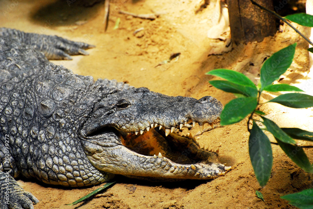 Obraz premium Bocca di coccdrillo aperta