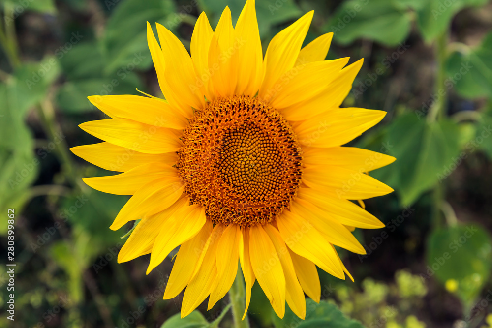 Fields with an infinite sunflower. Beautiful sunflower Fields with an infinite sunflower. Beautiful sunflower