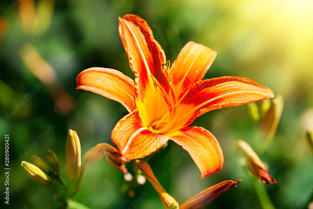 Tiger lilies in garden. Can be used as a wallpaper or background. Horizontal. Selective focus. Tiger lilies in garden. Can be used as a wallpaper or background. Horizontal. Selective focus.