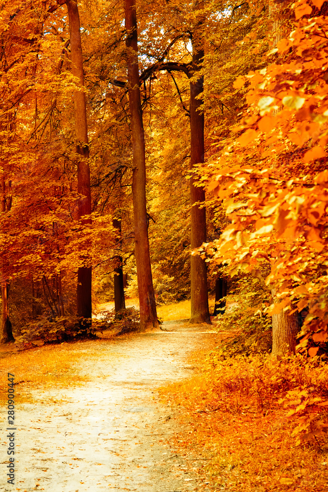 Autumn landscape beautiful colored trees. Wonderful picturesque background. Selective focus.