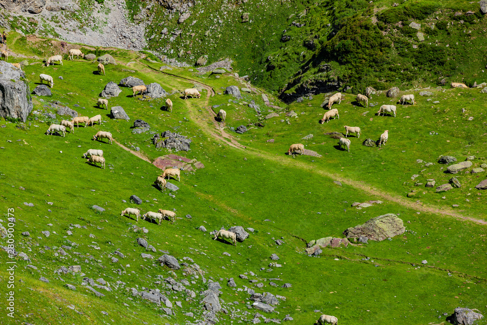 Kühe in den Französischen Pyrenäen im Sommer Nationalpark