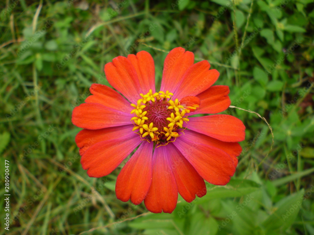 flower, orange, nature, garden, green, plant, summer, red, blossom, flora, macro, calendula, bloom, flowers, beautiful, petal, yellow, petals, marigold, color, floral, close-up, beauty, spring, zinnia flower, orange, nature, garden, green, plant, summer, red, blossom, flora, macro, calendula, bloom, flowers, beautiful, petal, yellow, petals, marigold, color, floral, close-up, beauty, spring, zinnia