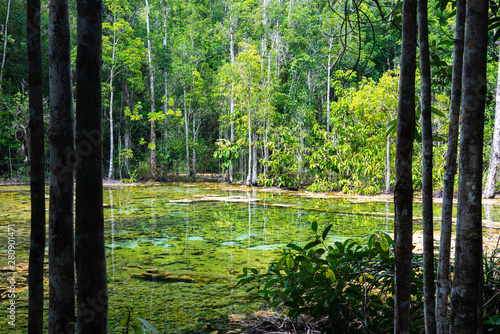 Thailand emerald pool in Krabi province   beautiful and clear water landmark 